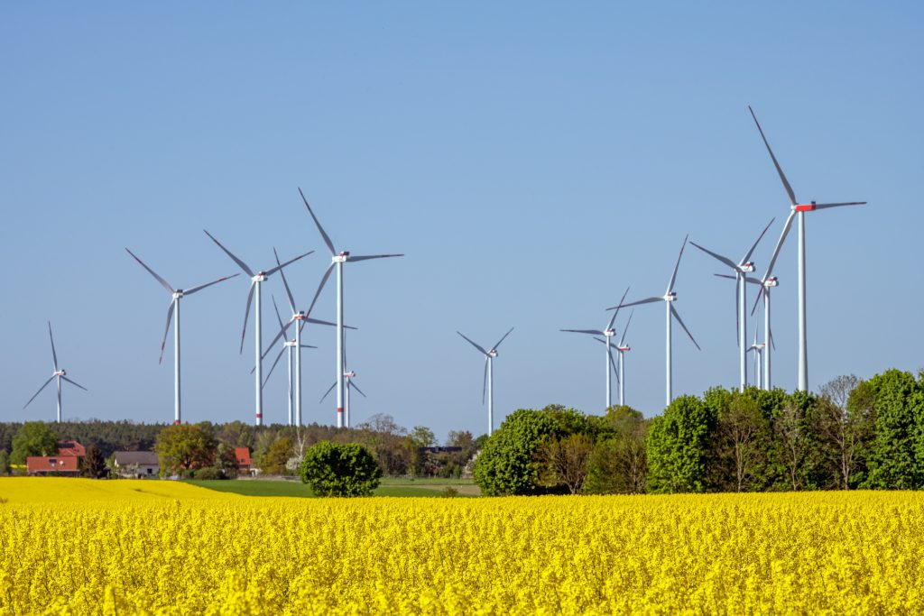 flowering-canola-field-with-wind-turbines-2023-11-27-05-05-21-utc